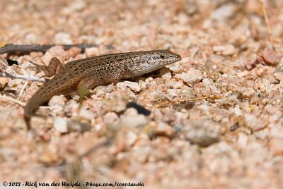 Variegated SkinkTrachylepis variegata