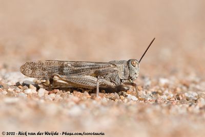 Brown LocustLocustana pardalina