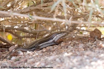 Western Three-Striped SkinkTrachylepis occidentalis