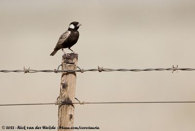 Grey-Backed Sparrow-LarkEremopterix verticalis damarensis