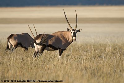 GemsbokOryx gazella