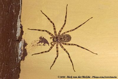 Selenops radiatus