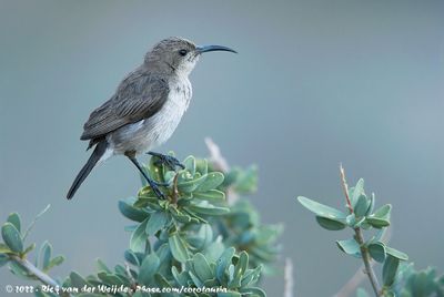 Dusky SunbirdCinnyris fuscus fuscus