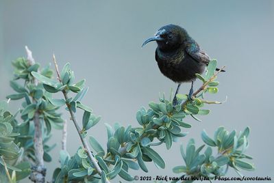 Dusky SunbirdCinnyris fuscus fuscus