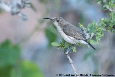 Dusky SunbirdCinnyris fuscus fuscus