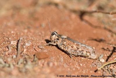 Euryphyminae indet.