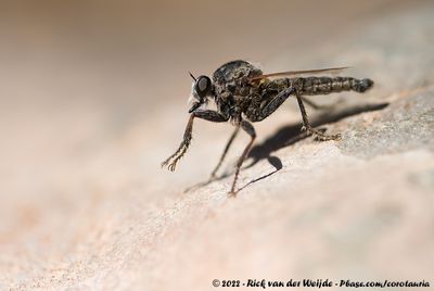 Robberfly UnknownNeolophonotus spec.