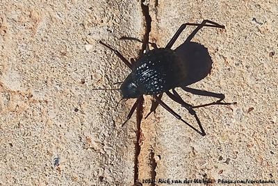 Desert ToktokkieAdesmia cribripes
