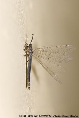 Creoleon mortifer