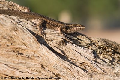 Kalahari Tree SkinkTrachylepis spilogaster
