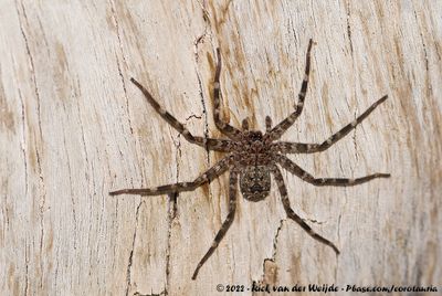 Unknown Spiders (Onbekende Spinnen)