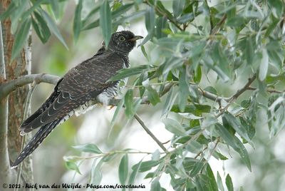 Common CuckooCuculus canorus canorus