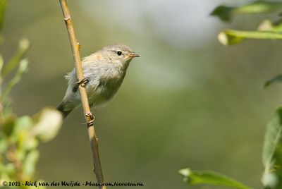 Common ChiffchaffPhylloscopus collybita collybita