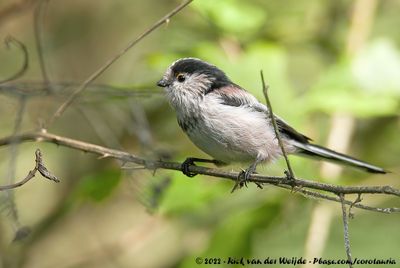 Long-Tailed TitAegithalos caudatus europaeus