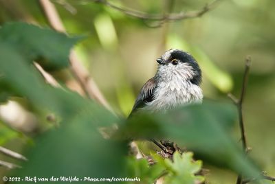 Long-Tailed TitAegithalos caudatus europaeus