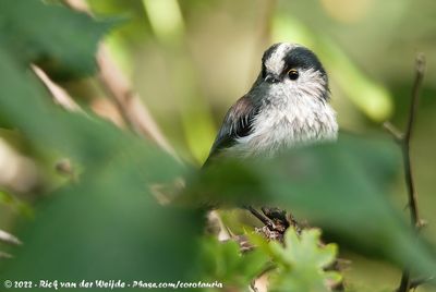 Long-Tailed TitAegithalos caudatus europaeus