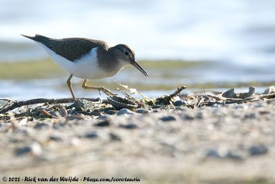 Common SandpiperActitis hypoleucos