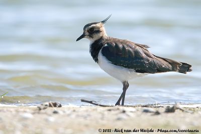 Northern LapwingVanellus vanellus