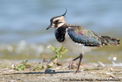 Northern LapwingVanellus vanellus