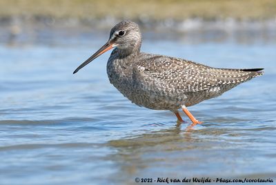 Spotted RedshankTringa erythropus
