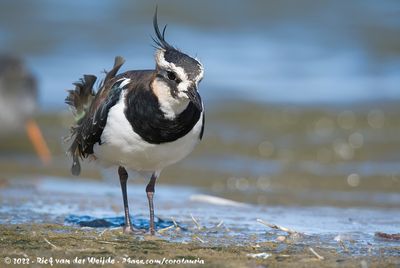 Northern LapwingVanellus vanellus