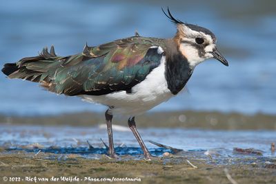 Northern LapwingVanellus vanellus