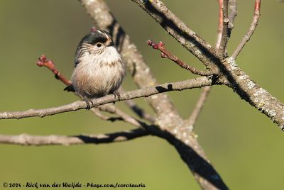Long-Tailed TitAegithalos caudatus irbii