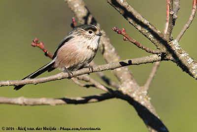 Long-Tailed TitAegithalos caudatus irbii