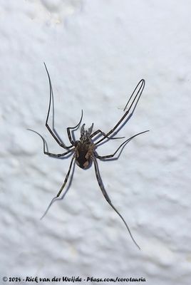 Metadasylobus echinifrons