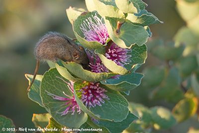 Honey PossumTarsipes rostratus