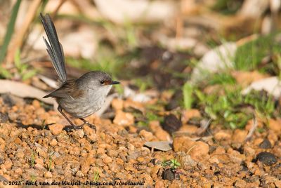 Red-Winged FairywrenMalurus elegans