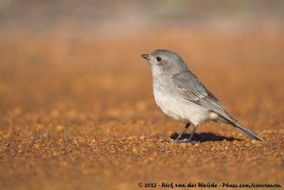 Western WhistlerPachycephala fuliginosa occidentalis