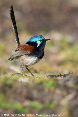 Red-Winged FairywrenMalurus elegans