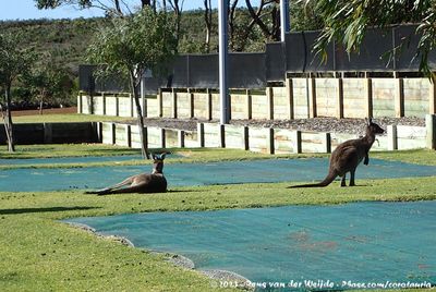 Western Gray KangarooMacropus fuliginosus