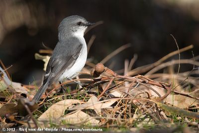 White-Breasted RobinQuoyornis georgianus