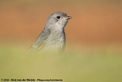 Western WhistlerPachycephala fuliginosa occidentalis