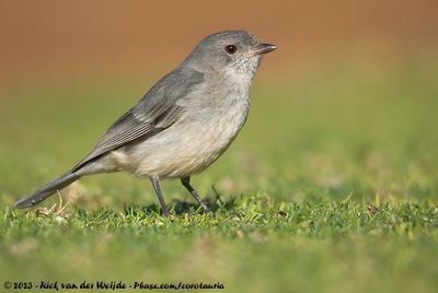 Western WhistlerPachycephala fuliginosa occidentalis