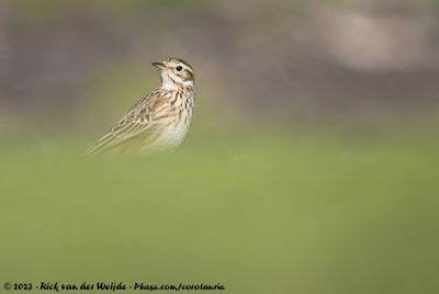 Australian PipitAnthus australis bilbali
