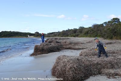Rens & Guus playing on the washed up kelp