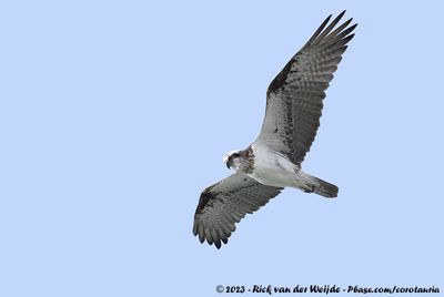 Eastern OspreyPandion haliaetus cristatus