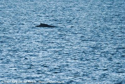 Humpback WhaleMegaptera novaeangliae australis