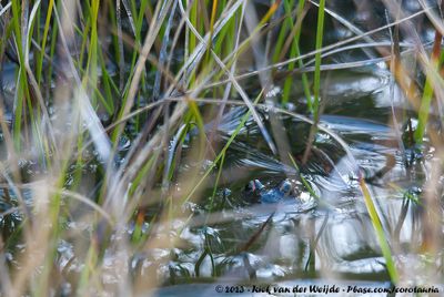 Quacking FrogCrinia georgiana