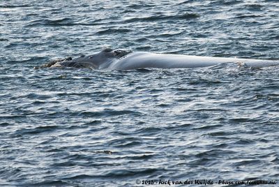 Southern Right WhaleEubalaena australis