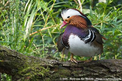 Mandarin DuckAix galericulata