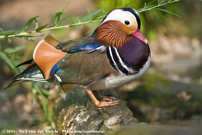 Mandarin DuckAix galericulata