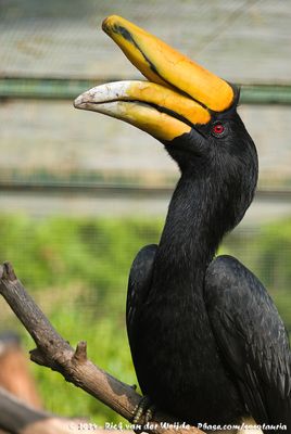 Rhinoceros HornbillBuceros rhinoceros silverstris
