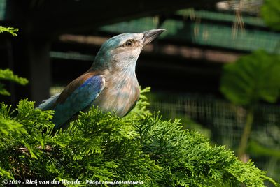 European RollerCoracias garrulus garrulus