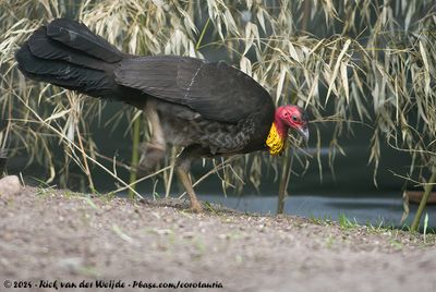 Australian BrushturkeyAlectura lathami lathami