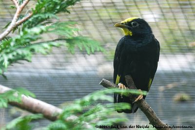 Golden-Crested MynaAmpeliceps coronatus