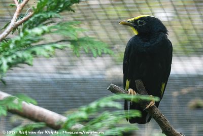 Golden-Crested MynaAmpeliceps coronatus